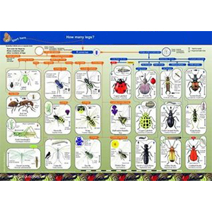 Key to Identifying Land Invertebrates